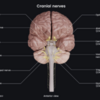 Cranial nerves anatomy